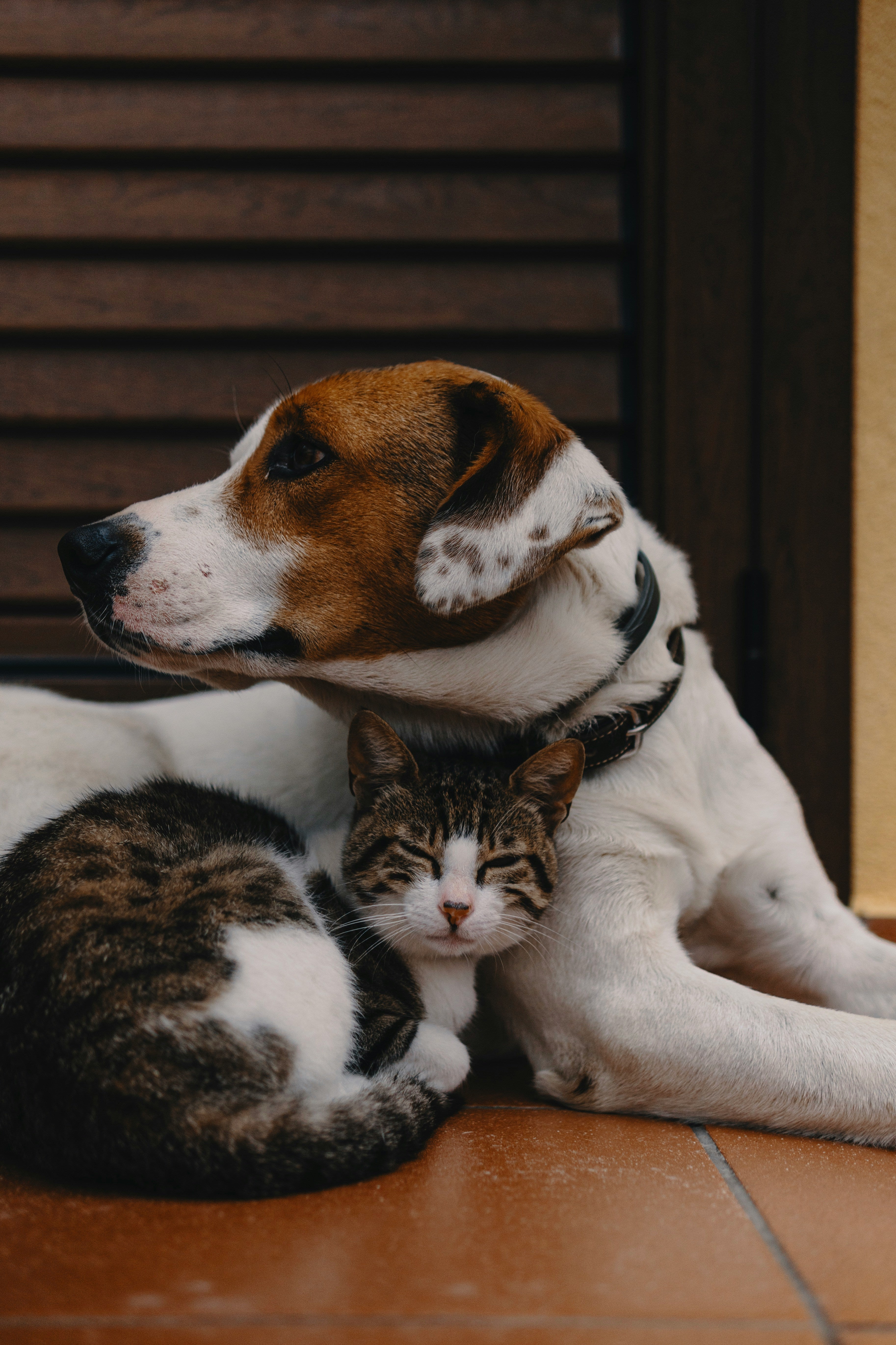 Pet Essentials