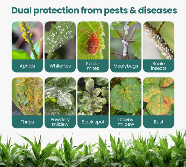 Plant Protection Spray – Buy 1 Get 2 Free | Best Plant Care Spray